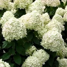 Декоративна гортензія фото сортів і видів садового чагарнику з описом, посадка і догляд за (чагарнику) Декоративна гортензія фото сортів і видів садового чагарнику з описом, посадка і догляд за
