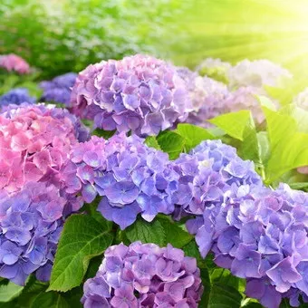 Декоративна гортензія фото сортів і видів садового чагарнику з описом, посадка і догляд за (сортів) Декоративна гортензія фото сортів і видів садового чагарнику з описом, посадка і догляд за