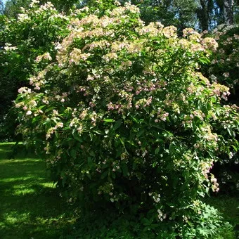 Декоративна гортензія фото сортів і видів садового чагарнику з описом, посадка і догляд за (чагарнику) Декоративна гортензія фото сортів і видів садового чагарнику з описом, посадка і догляд за