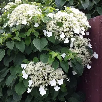 Декоративна гортензія фото сортів і видів садового чагарнику з описом, посадка і догляд за (гортензія) Декоративна гортензія фото сортів і видів садового чагарнику з описом, посадка і догляд за