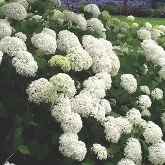 Декоративна гортензія фото сортів і видів садового чагарнику з описом, посадка і догляд за (описом) Декоративна гортензія фото сортів і видів садового чагарнику з описом, посадка і догляд за