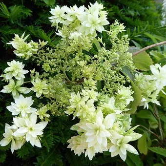 Декоративна гортензія фото сортів і видів садового чагарнику з описом, посадка і догляд за (фото) Декоративна гортензія фото сортів і видів садового чагарнику з описом, посадка і догляд за