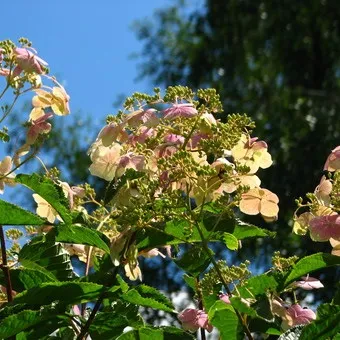 Декоративна гортензія фото сортів і видів садового чагарнику з описом, посадка і догляд за (фото) Декоративна гортензія фото сортів і видів садового чагарнику з описом, посадка і догляд за
