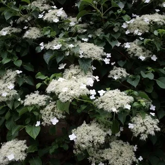 Декоративна гортензія фото сортів і видів садового чагарнику з описом, посадка і догляд за (фото) Декоративна гортензія фото сортів і видів садового чагарнику з описом, посадка і догляд за