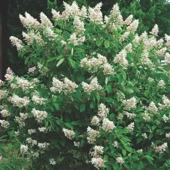 Декоративна гортензія фото сортів і видів садового чагарнику з описом, посадка і догляд за (видів) Декоративна гортензія фото сортів і видів садового чагарнику з описом, посадка і догляд за