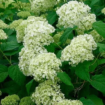 Декоративна гортензія фото сортів і видів садового чагарнику з описом, посадка і догляд за (чагарнику) Декоративна гортензія фото сортів і видів садового чагарнику з описом, посадка і догляд за