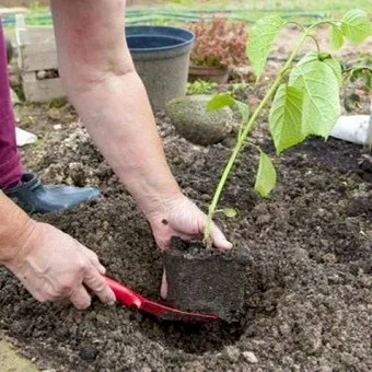 Декоративна гортензія фото сортів і видів садового чагарнику з описом, посадка і догляд за (гортензія) Декоративна гортензія фото сортів і видів садового чагарнику з описом, посадка і догляд за