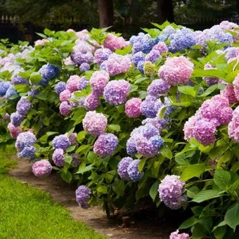 Декоративна гортензія фото сортів і видів садового чагарнику з описом, посадка і догляд за (видів) Декоративна гортензія фото сортів і видів садового чагарнику з описом, посадка і догляд за