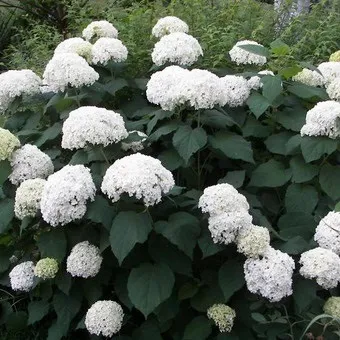 Декоративна гортензія фото сортів і видів садового чагарнику з описом, посадка і догляд за (описом) Декоративна гортензія фото сортів і видів садового чагарнику з описом, посадка і догляд за