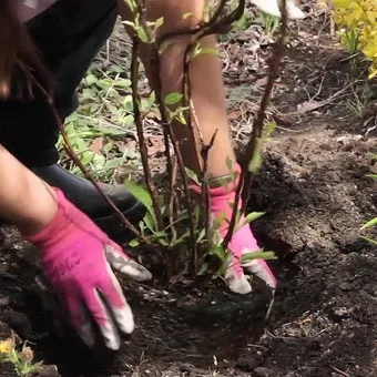 Декоративна гортензія фото сортів і видів садового чагарнику з описом, посадка і догляд за (фото) Декоративна гортензія фото сортів і видів садового чагарнику з описом, посадка і догляд за