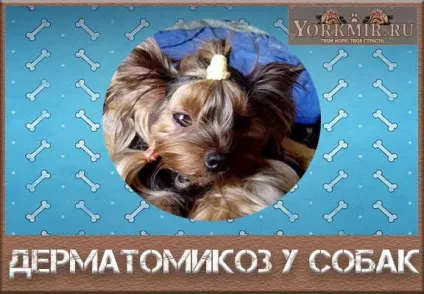 Дерматомікоз у собак, симптоми, лікування, вакцина (симптоми) Дерматомікоз у собак, симптоми, лікування, вакцина