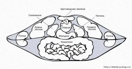 Діагностика захворювань по губах (Шиємо прохолодні халатики) Діагностика захворювань по губах
