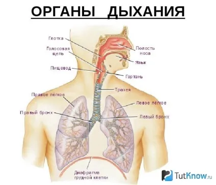 Дитячий ларингіт симптоми і лікування