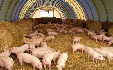 Домашні свині і дикі кабани в одному господарстві - клуб любителів хрюш (свинарство в домашніх умовах) Домашні свині і дикі кабани в одному господарстві - клуб любителів хрюш