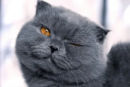 Щоденник кота 2