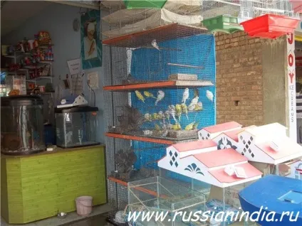Домашні тварини в Індії, російська індію (домашні) Домашні тварини в Індії, російська індію