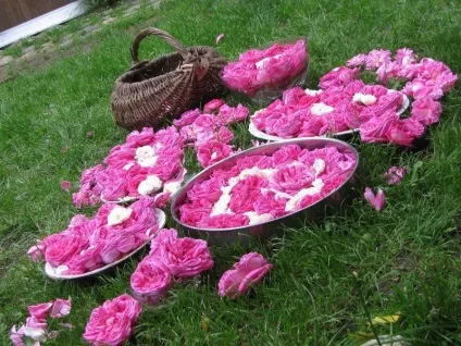 Долина троянд, болгарія