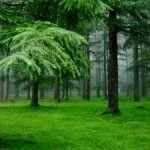 Екосистема хвойного лесахвойние (екосистема) Екосистема хвойного лесахвойние