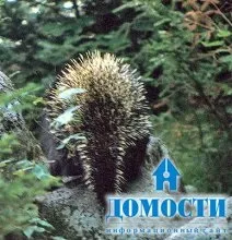 Екосистема хвойного лісу