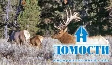 Екосистема хвойного лісу