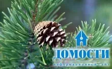 Екосистема хвойного лісу