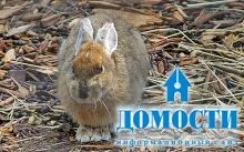 Екосистема хвойного лісу