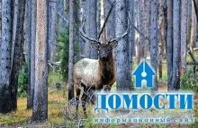 Екосистема хвойного лісу