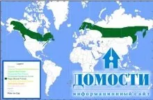 Екосистема хвойного лісу