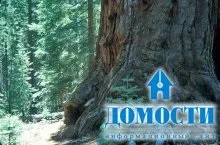 Екосистема хвойного лісу
