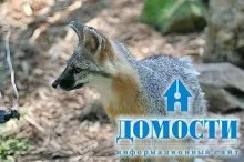 Екосистема хвойного лісу