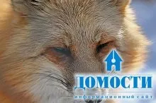 Екосистема хвойного лісу