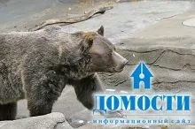 Екосистема хвойного лісу