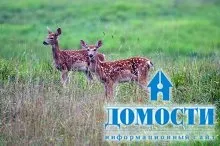 Екосистема хвойного лісу
