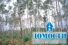 Екосистема хвойного лісу