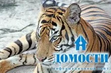 Екосистема хвойного лісу
