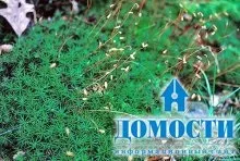 Екосистема хвойного лісу