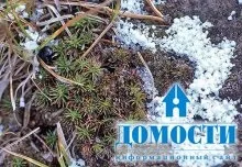 Екосистема хвойного лісу