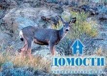 Екосистема хвойного лісу