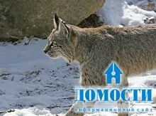 Екосистема хвойного лісу