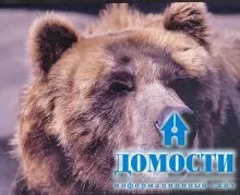 Екосистема хвойного лісу
