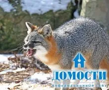 Екосистема хвойного лісу