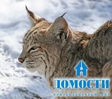 Екосистема хвойного лісу