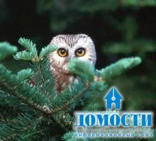 Екосистема хвойного лісу