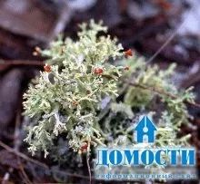Екосистема хвойного лісу