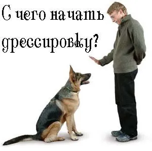 Дресирування собак, основні команди навчання (вихованця) Дресирування собак, основні команди навчання