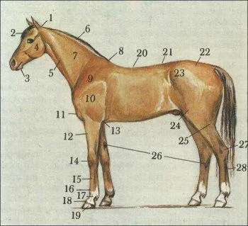 Екстер'єр коні 1