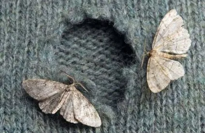 Ефективний засіб від молі в домашніх умовах (засіб) Ефективний засіб від молі в домашніх умовах