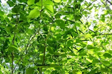 Екстракт гамамелісу для краси шкіри