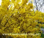 Форзиція чагарник фото догляд посадка розмноження навесні (форзиція фото догляд посадка середня жовта навесні) Форзиція чагарник фото догляд посадка розмноження навесні
