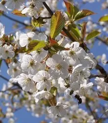 Фестиваль черешневий ліс - з чого все починалося популярна культура (фестиваль) Фестиваль черешневий ліс - з чого все починалося популярна культура